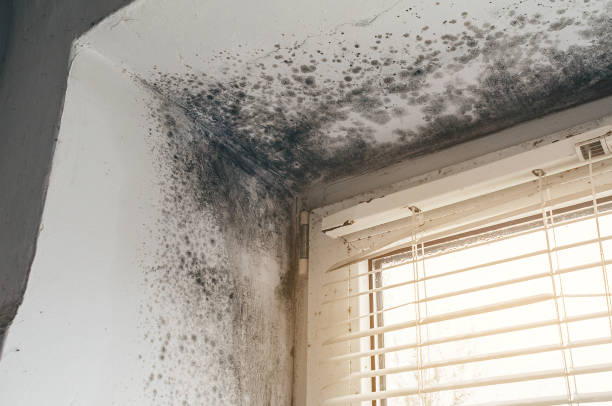 Affordable Mold Cleanup solutions in Springfield, CO