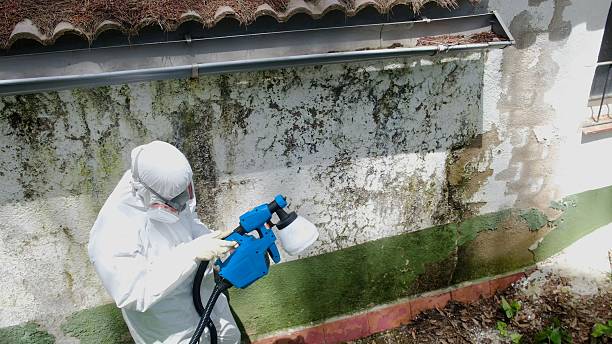 Top rated local Mold Cleanup specialists in Springfield, CO